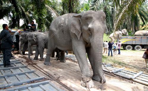 PK17_04102016_GAJAH_LIAR