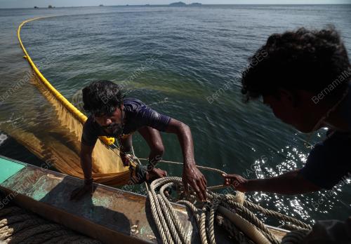 IKAN BILIS MATA BIRU