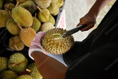 PAK MAN DURIAN TELUK INTAN