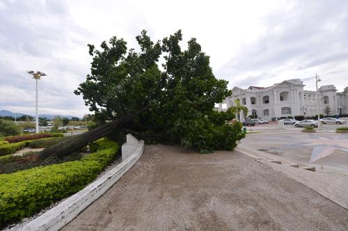 PK18_28042017_POKOK_TUMBANG