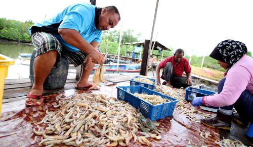 PK20_20092016_UDANG