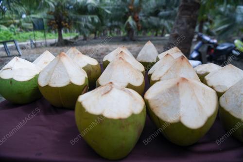 KELAPA BAGAN DATUK