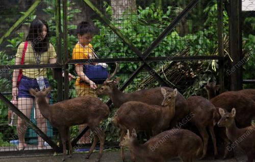 TINJAUAN ZOO TAIPING
