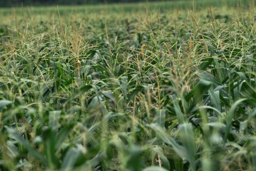 JAGUNG MANIS JABATAN PERTANIAN PERAK