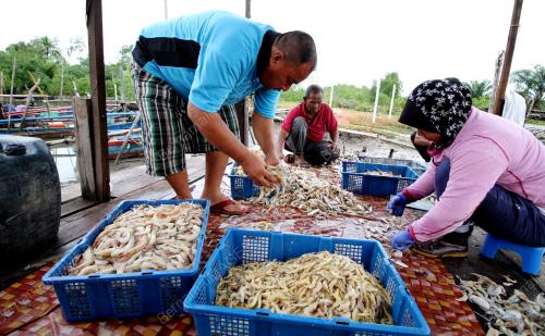 PK21_20092016_UDANG
