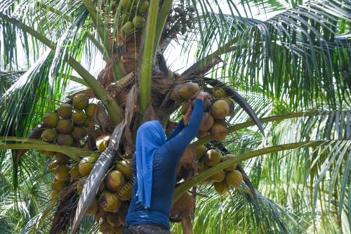 KELAPA BAGAN DATUK