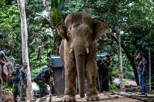 OPERASI TRANSLOKASI GAJAH