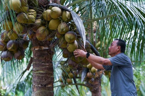 KELAPA BAGAN DATUK