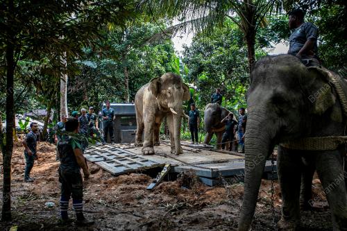 OPERASI TRANSLOKASI GAJAH