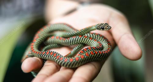 PARADISE FLYING TREE SNAKE
