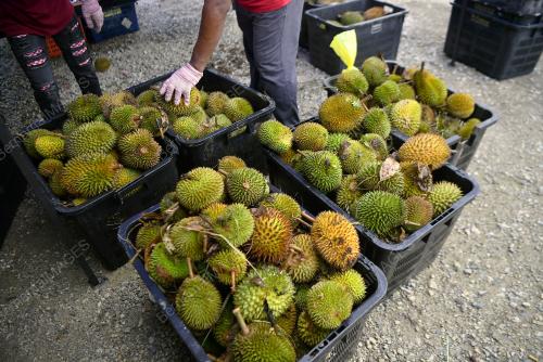 PAK MAN DURIAN TELUK INTAN