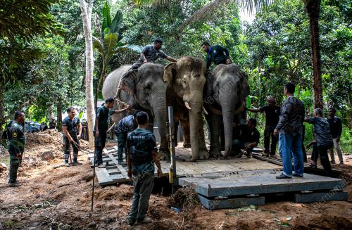 OPERASI TRANSLOKASI GAJAH