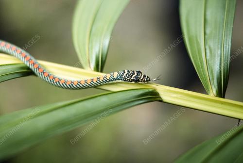 PARADISE FLYING TREE SNAKE