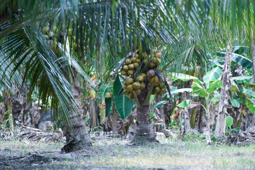 KELAPA BAGAN DATUK