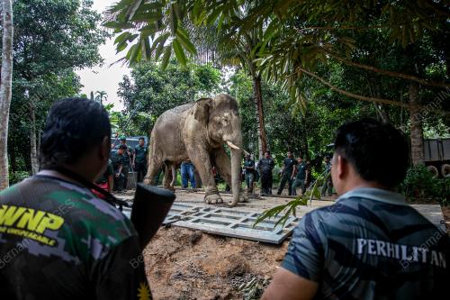 OPERASI TRANSLOKASI GAJAH