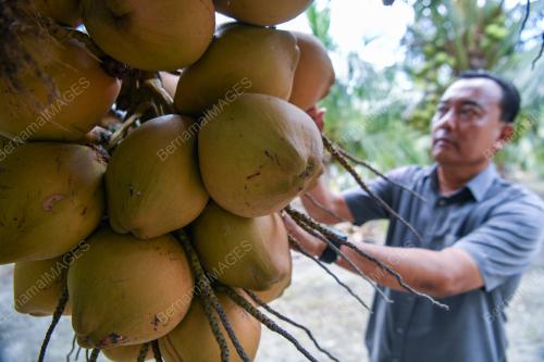 KELAPA BAGAN DATUK