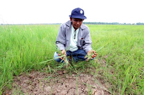 KEMARAU SAWAH PADI KERING