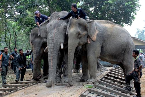 PK30_17062012_GAJAH