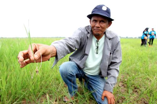 KEMARAU SAWAH PADI KERING