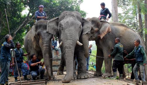 PK31_17062012_GAJAH
