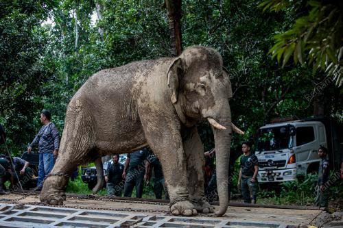 OPERASI TRANSLOKASI GAJAH