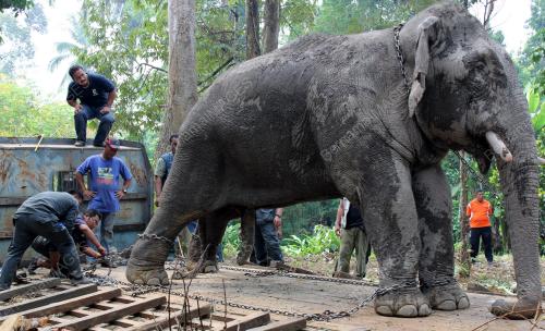 PK32_17062012_GAJAH