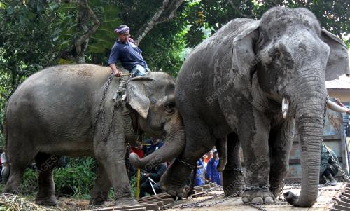PK33_17062012_GAJAH