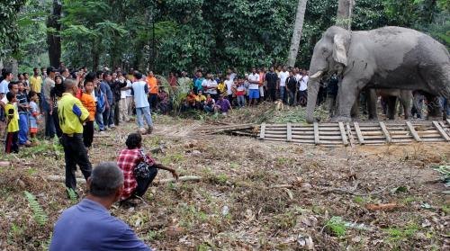 PK34_17062012_GAJAH
