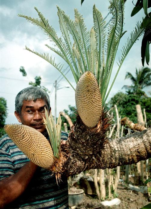 PR01-22_10_00_BUAH_POKOK_BONGOL_14012016