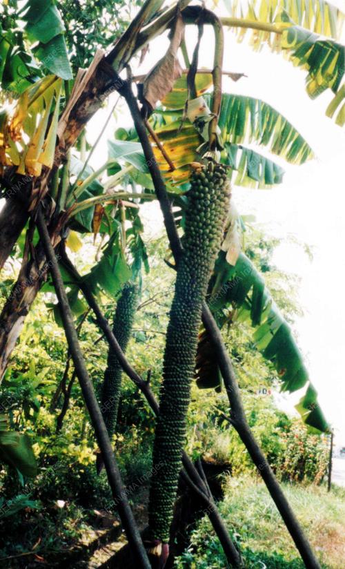 PR01_02122001_PISANG