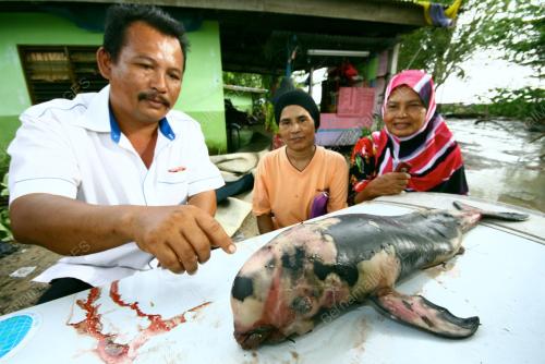PR01_06062012_IKAN_PAUS