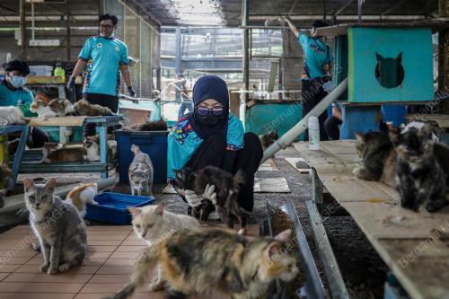 BUSTANA_KUCING