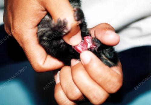 Kucing Berlidah Dua