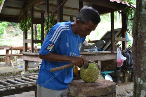 DURIAN 'DUSUN BANG NON'