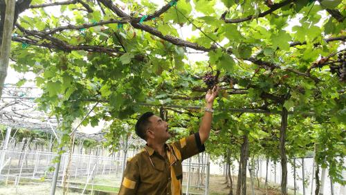 PR01_11082017_ANGGUR