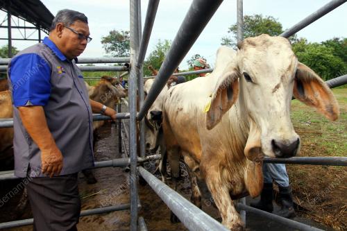 PR01_29082017_LEMBU_KORBAN_BN201708284289