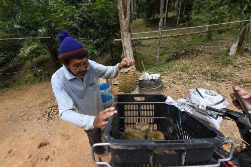 PEKEBUN DURIAN
