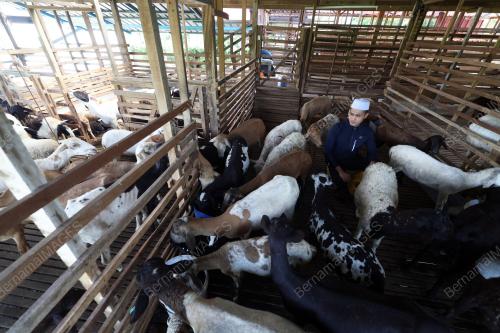KAMBING