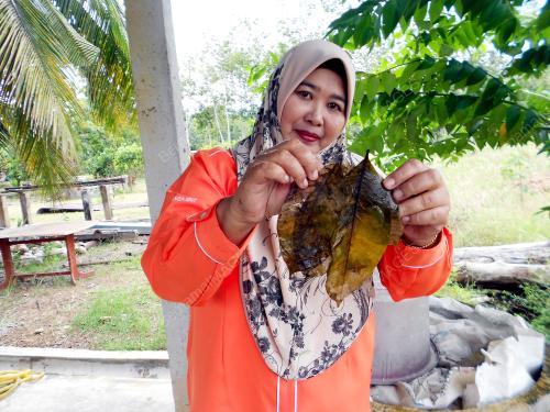 PR02_17012019_DAUN_GETAH
