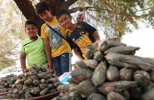 SIPUT MENTARANG