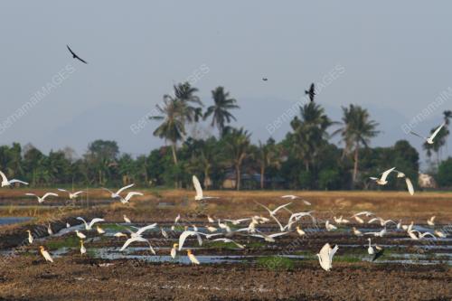 PR02_29032016_BANGAU