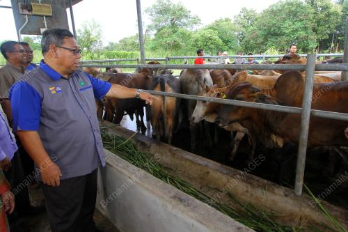 PR02_29082017_LEMBU_KORBAN_BN201708284289