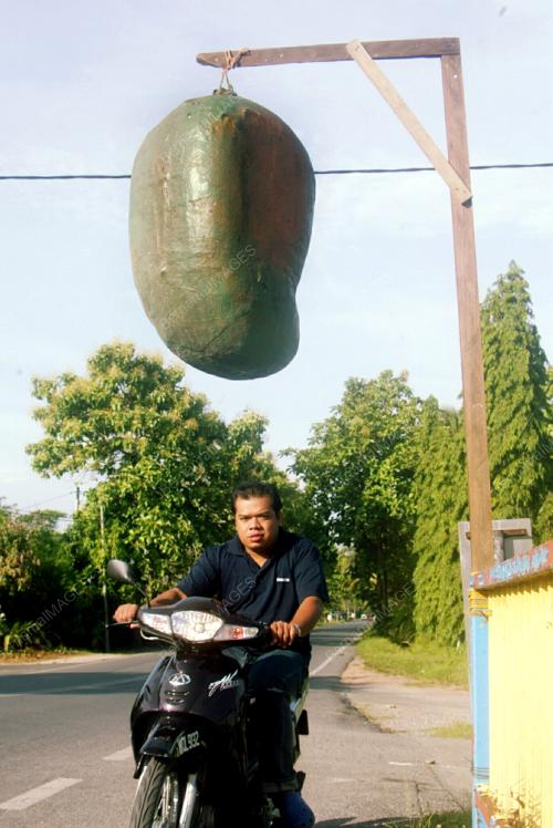 MEMPELAM HARUM MANIS