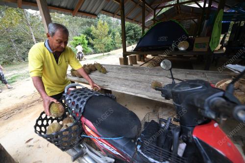 PEKEBUN DURIAN