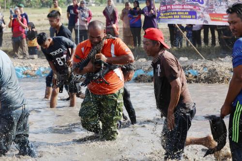 PESTA ANGIN TIMUR PERLIS