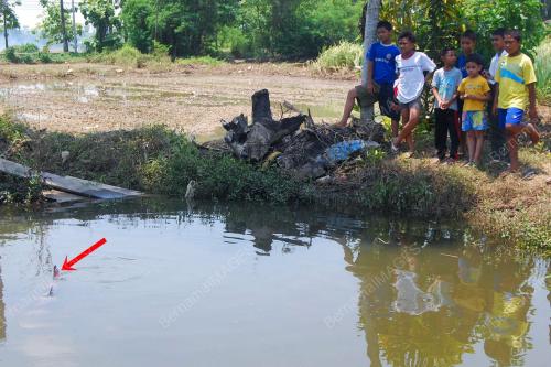 IKAN KAP RUMPUT