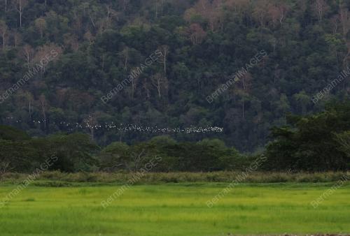 EMPANGAN TIMAH TASOH