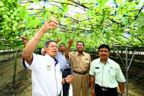 MUSTAPA MOHAMED