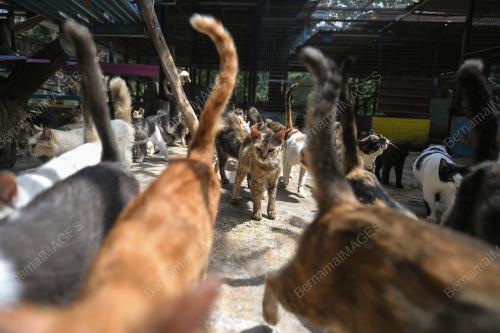 BUSTANA KUCING
