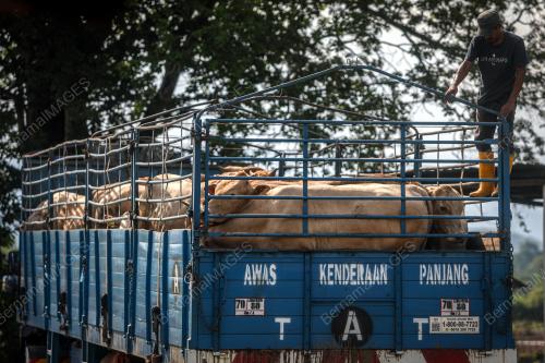 TINJAUAN LEMBU KORBAN